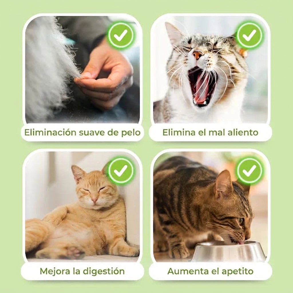 Palitos Dentales de Hierba para Gatos [Gratis Hoy]
